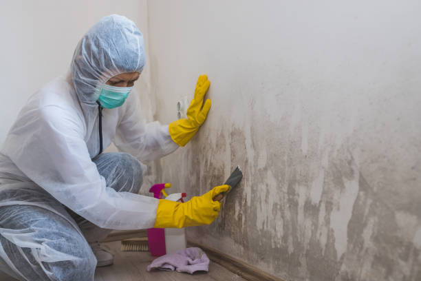 Best Black Mold Remediation in Fairmont, MN