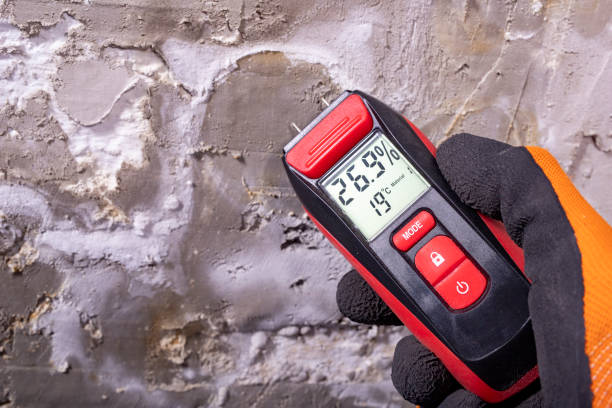 Best Black Mold Remediation in Fairmont, MN