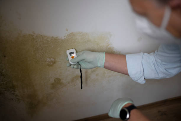 Best Crawl Space Mold Remediation in Fairmont, MN