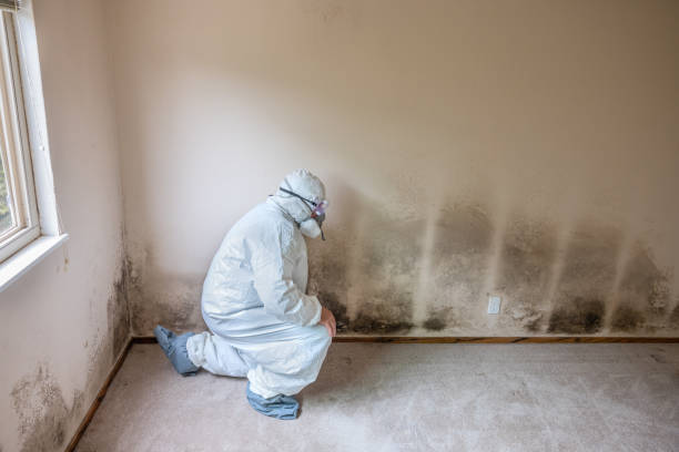 Best Basement Mold Remediation in Fairmont, MN