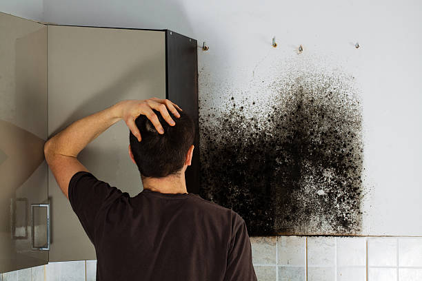 Best Commercial Mold Remediation in Fairmont, MN