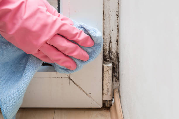 Best Kitchen Mold Remediation in Fairmont, MN