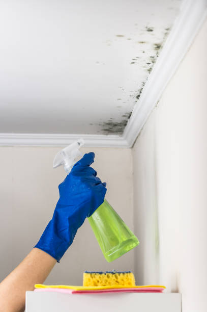 Best Mold Testing and Inspection Services in Fairmont, MN
